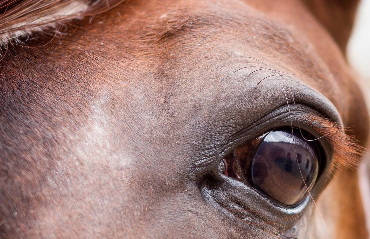 Les incroyables bienfaits de la vaseline pour les chevaux : découvrez le secret d'une peau saine et 